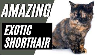 7 AMAZING Facts About the Exotic Shorthair Cat