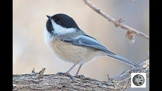 Chant de la mésange à tête noire/Song of the Black-capped Chickadee