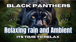 Black Panthers in Relaxing Rain and Soothing Sleep Music