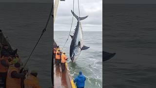 Deep-Sea Tuna Fishing#Marine Fishing Operation#Tuna Fishing#Deep-Sea Operation#Marine Fisheries