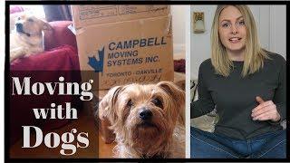 Tips for MOVING with a DOG | Reduce STRESS During a Move