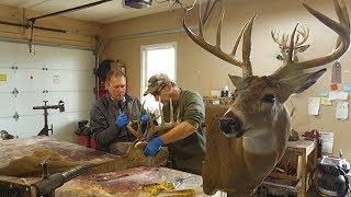 How-To Cape a Whitetail Deer for Taxidermy