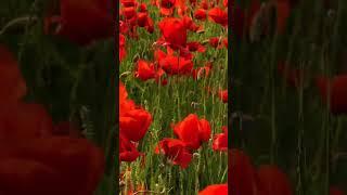 #природа #релакс