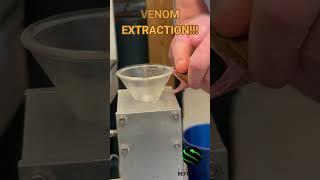 Hump nosed pitvipers (Hypnale hypnale) venom extraction!!! #venomislife #kyreptilezoo #snakes #venom