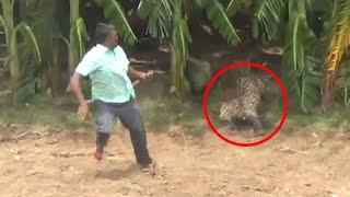 6 Encuentros Con Leopardos Que No Se Supone Que Veas