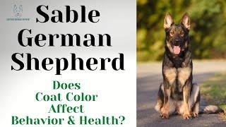 Sable German Shepherd: Does Coat Color Affect Behavior & Health?