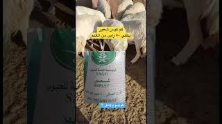 كم كيس شعير يكفي 50 راس حريات وماضرر الزيادة والنقص وهل تختلف تغذيه الاغنام النجد والنعيم والماعز