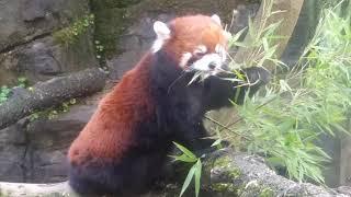 Red Panda at Oregon Zoo