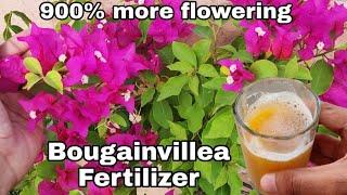 Use this for Bougainvillea flowering tips,  Get maximum flowers on Bougainville