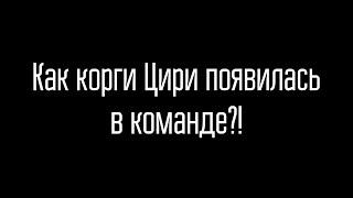 История ПОЯВЛЕНИЯ собачки Цири в команде Димы Масленникова!