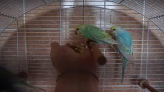 Rainbow budgies Ot Shato Bulgar 2017