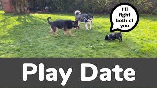 Husky Has A Playdate With German Shepherd & French Bulldog