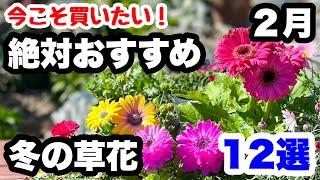 ◆《ランキング/冬の草花》２月のお勧め！12品種一挙公開