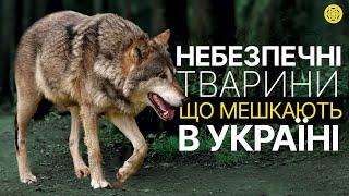 Яких ТВАРИН варто БОЯТИСЯ в Україні? | Чим МОЖЕ здивувати ФАУНА нашої КРАЇНИ? | Цікаві факти