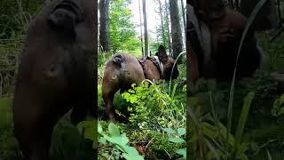 Вчимо собаку шукати гриби!  #funghi #україна #карпати