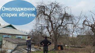 Купили хату в селі: омолодили старий яблуневий сад