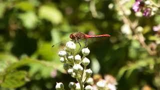 ruddy darter