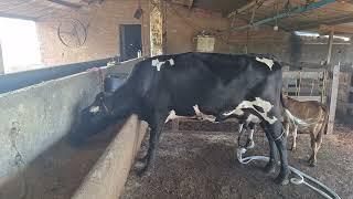 FREE ONE 3/4 HEIFER WEIGHING 23 KILOS.LOC.CARUARU-PE.PRICE.8,500.00.WHATS.81-999166314.