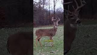 An Average Late Season Deer Hunt!