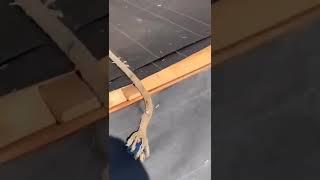 Safety second?  #shorts #roof #roofer #roofing #roofershelper #safety #rope