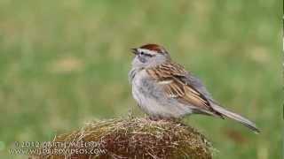 Chipping Sparrow Singing