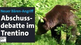 Nach Bären-Angriff: Abschussdebatte im Trentino | BR24