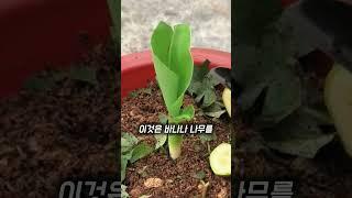 바나나가 바나나를 키운다고?