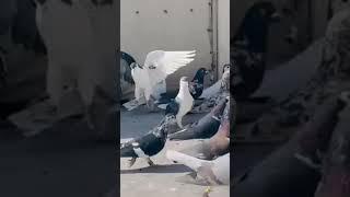 300 Colourfull Pigeons Loft Quetta Rangeen Kabooter Sherazi Kabray Chap Desi Janglay Khaal Bhatiye