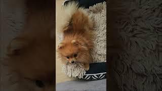 Лилюша️ #pomeranian #померанскийшпиц #шпиц #пушистоесчастье #pom #lovedogs #лили