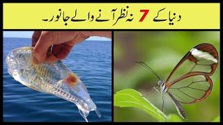 Top 7 Transparent Animals In The World | Anu Tv.