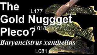 What are these Gold Nugget Pleco Numbers? The L numbers of Baryancistrus xanthellus