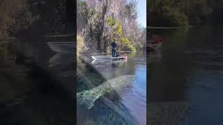 Witnessing Manatee magic all Manatee Season  #getupandgokayaking #clearkayaking #visitflorida #man