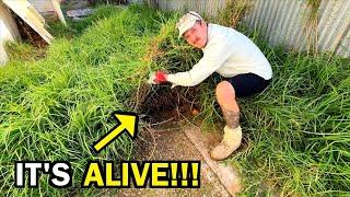 You WONT BELIEVE what was LIVING under here! - (EXTREME FREE MAKEOVER)
