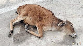 Cold and collapsed, baby bull rescued!