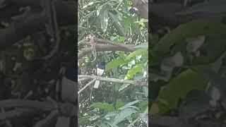 BIRD SONG for RAIN IN SUMMER  by PRASANTA BIBEKANANDA MISHRA WORLD CHAMPION