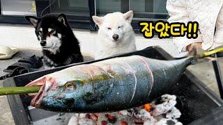 강아지를 위해 잠수해서 방어잡아와 먹었습니다.. ㅋㅋ
