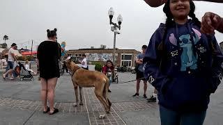 Cash 2.0 Great Dane at the Strand in Hermosa Beach 3