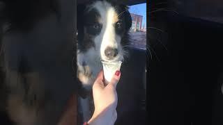 My dog got a Pup Cup for the first time! #australianshepherd #dog #pupcup #starbucks #aussies