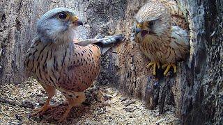 Full Story of Kestrel Couple's First Year  | Full Story | Athena & Apollo | Robert E Fuller