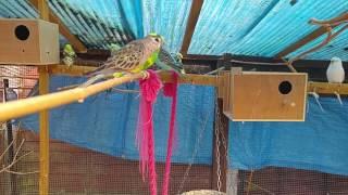 My budgie and finch aviaries!