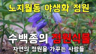 노지월동 야생화 정원, 수백종의 정원식물 판매 하는곳 (여주자연농원)