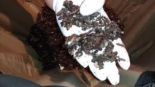 Blue Worms Compost Vermicompost - Perionyx Excavatus - Urban Worm Bag v2 - Ep 6