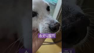 뜻하지않은 송곳니발치 스케일링