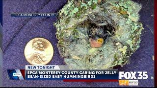 SPCA Monterey County rescues baby birds each spring, among them are tiny hummingbirds