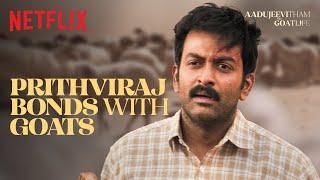 Prithviraj STRUGGLES To MILK a Goat! | Aadujeevitham | Netflix India