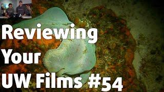 Reviewing YOUR UNDERWATER FILMS #54 ⎮ Scott Lauer