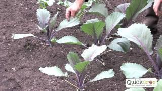 How to Grow Cabbage - A Step by Step Guide