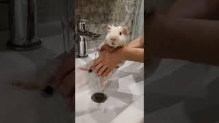 Морская свинка купается #funnyanimals #guineapig #смешныеживотные #морскиесвинки  #pets #relaxing