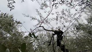 Perché NON potare l’olivo a vaso policonico