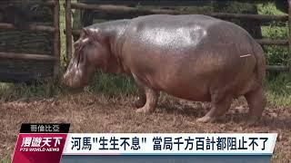 毒梟「河馬」遺產繁衍至150頭 哥倫比亞政府擬送國外安置｜20230402 全球現場漫遊天下